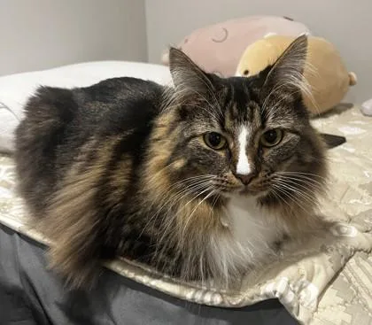 Tora