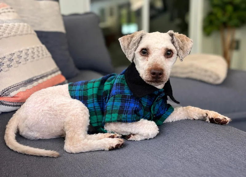 A baby small-sized male Miniature Poodle dog named Brady for adoption in Bradenton, FL