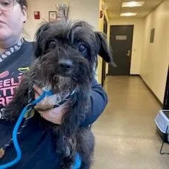 An adult medium-sized female Brindle Mixed Breed dog named Yorkstray for adoption in York, PA