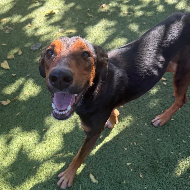 An adult medium-sized female Brown / Chocolate Coonhound dog named Rita for adoption in Buellton, CA