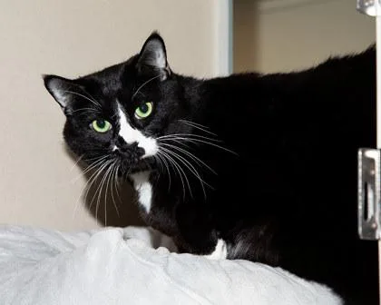 An adult medium-sized male Domestic Medium Hair cat named Rabble for adoption in Longmont, CO