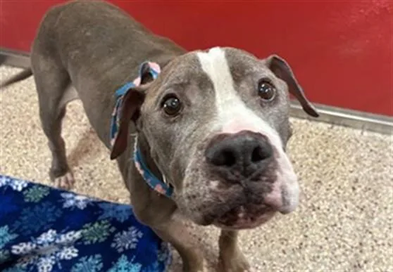 An adult medium-sized male Pit Bull Terrier dog named Buddy for adoption in Tucson, AZ
