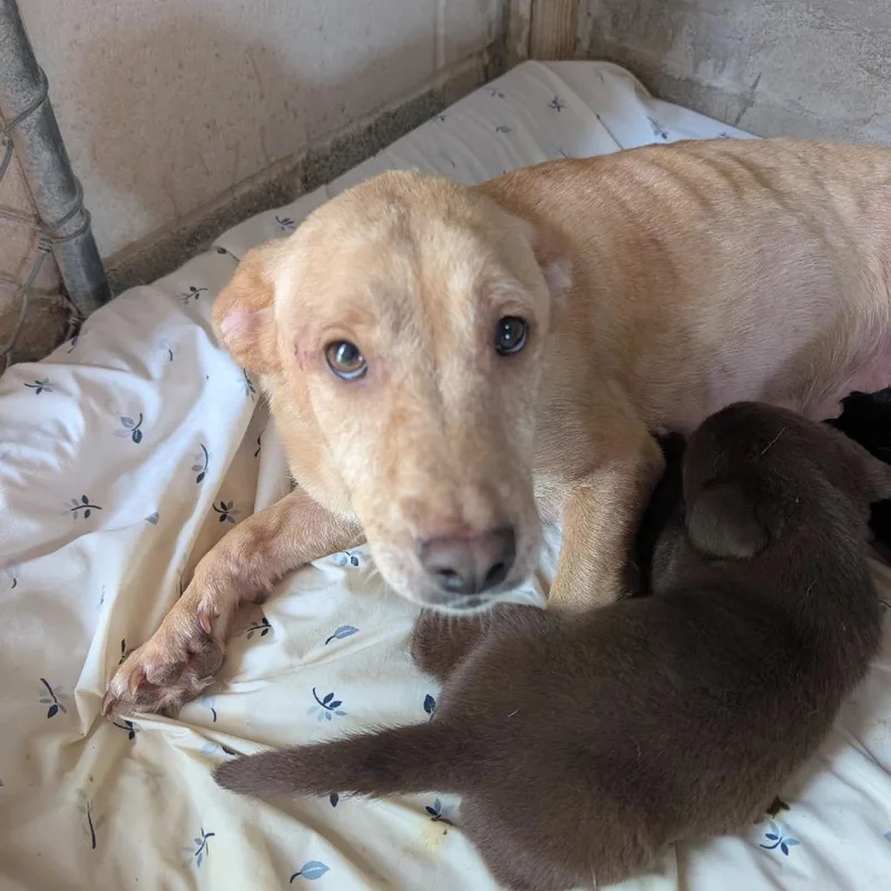 A young medium-sized female Red / Chestnut / Orange Mixed Breed dog named Fiji for adoption in Leander, TX