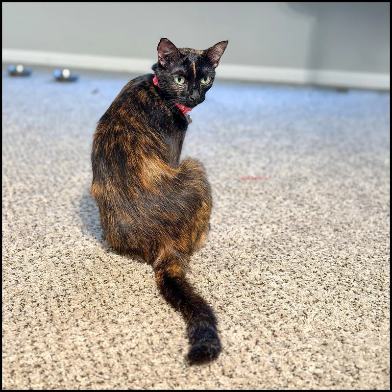 An adult medium-sized female Tortoiseshell Domestic Short Hair cat named Mari for adoption in Roswell, GA