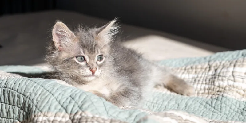Maggie thumbnail 3
