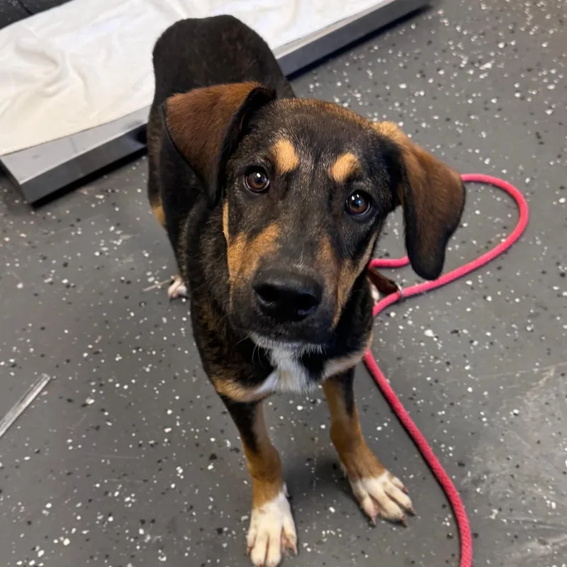 A young medium-sized male Brown / Chocolate Mixed Breed dog named Joshua Basset for adoption in Columbiana, AL