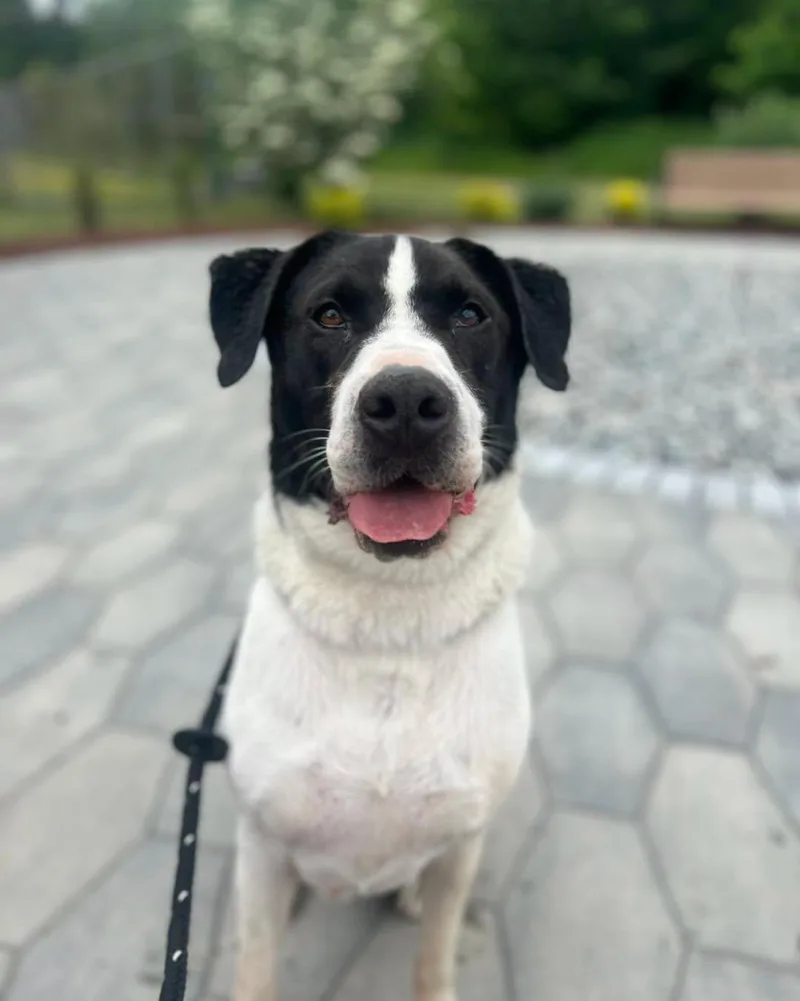 Hugo