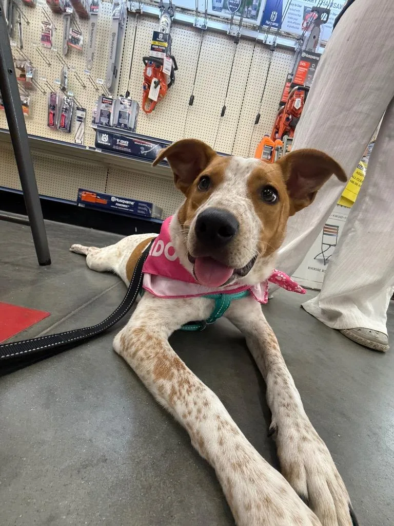 Koda