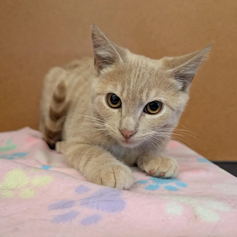 A baby small-sized male Tabby (Buff / Tan / Fawn) Domestic Short Hair cat named Billy Dale for adoption in Rochester, MN