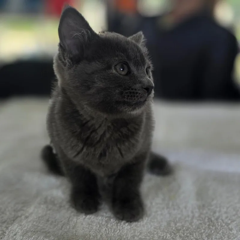 Comrade Fluff
