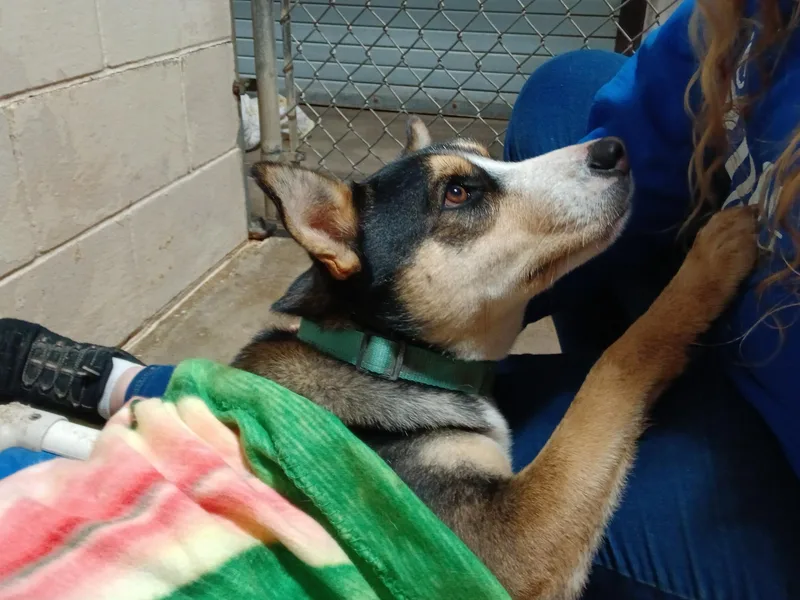 Buddy From Dillard thumbnail 3