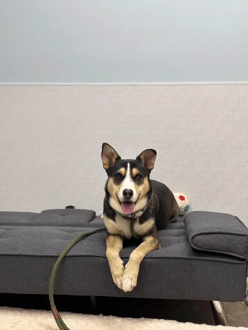 Buddy From Dillard thumbnail 4