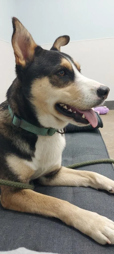 Buddy From Dillard thumbnail 5