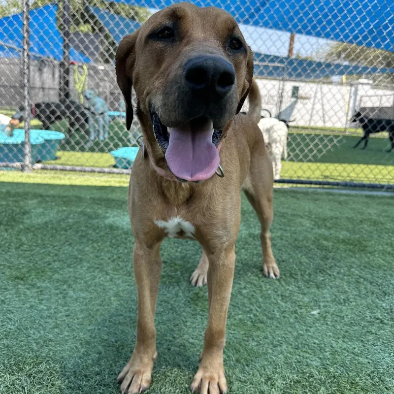 An adult large-sized female Mixed Breed dog named Fawn A for adoption in Mission Hills, CA