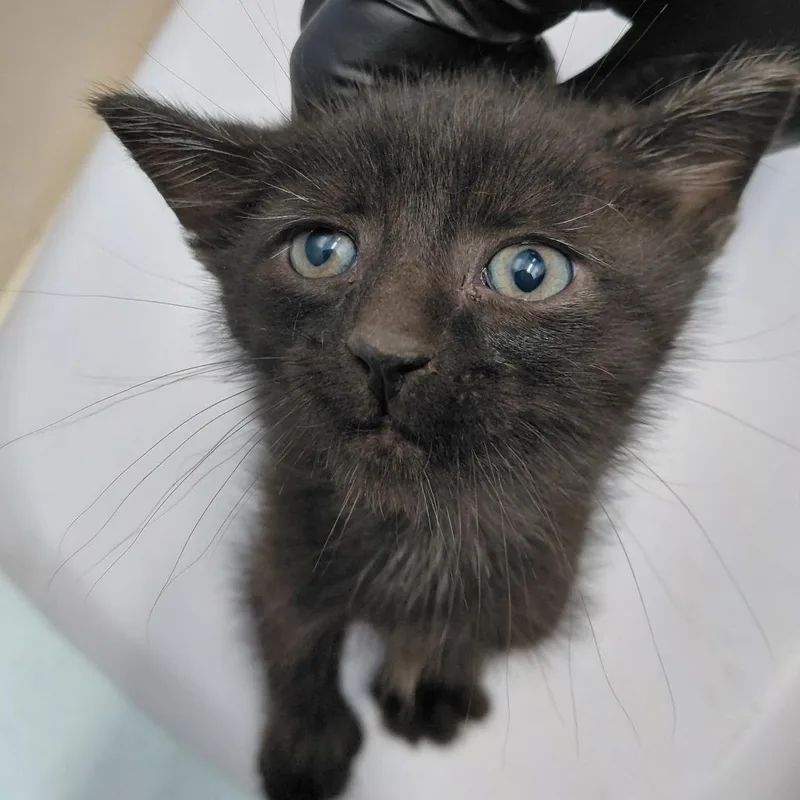 A baby small-sized male Black Domestic Short Hair cat named Csasstray_ for adoption in Springtown, TX