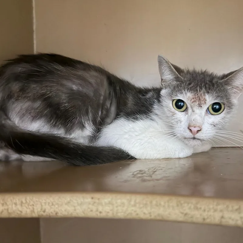 An adult small-sized male Gray / Blue / Silver Domestic Short Hair cat named Chipmunk for adoption in Madisonville, KY