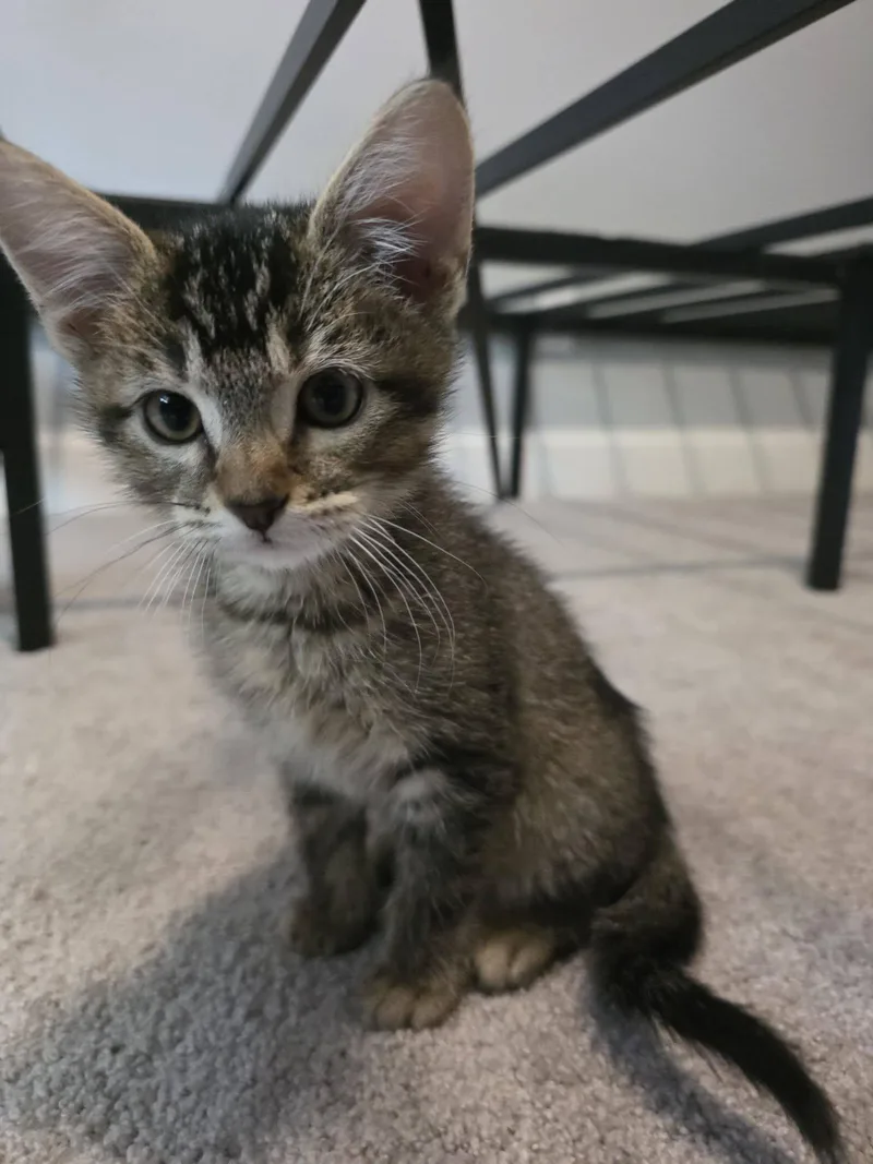 A baby medium-sized female Domestic Short Hair cat named Elsa for adoption in Saint Charles, MO
