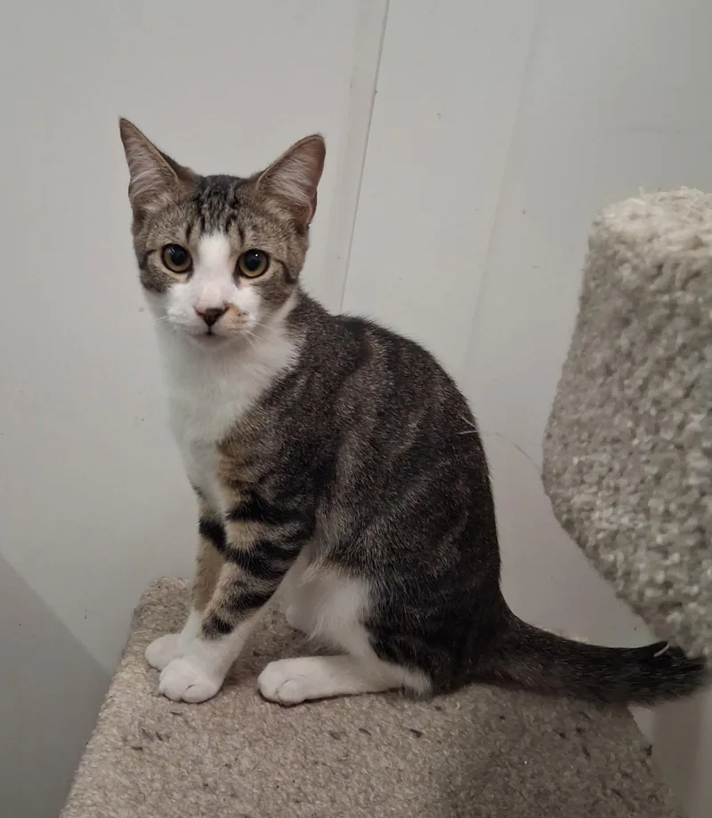 A young medium-sized male Domestic Short Hair cat named Journey for adoption in St. Cloud, FL