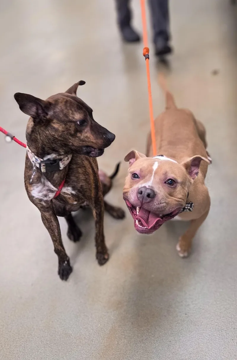 An adult medium-sized male Apricot / Beige American Staffordshire Terrier dog named Geddy Lee for adoption in Phoenix, MD