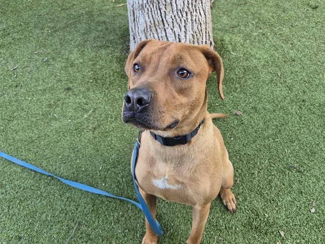 A young large-sized male Labrador Retriever dog named Hannibal for adoption in Omaha, NE