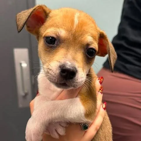 A baby small-sized male Yellow / Tan / Blond / Fawn Mixed Breed dog named Jimmy Doo for adoption in Edwardsville, IL