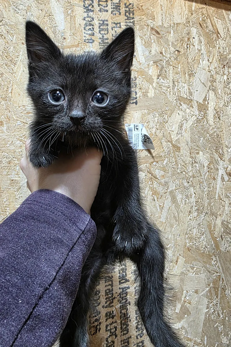 A baby small-sized male Domestic Short Hair cat named Owl for adoption in Heyburn, ID