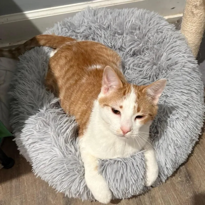 A young medium-sized male Orange & White Domestic Short Hair cat named Robin for adoption in Chicago, IL