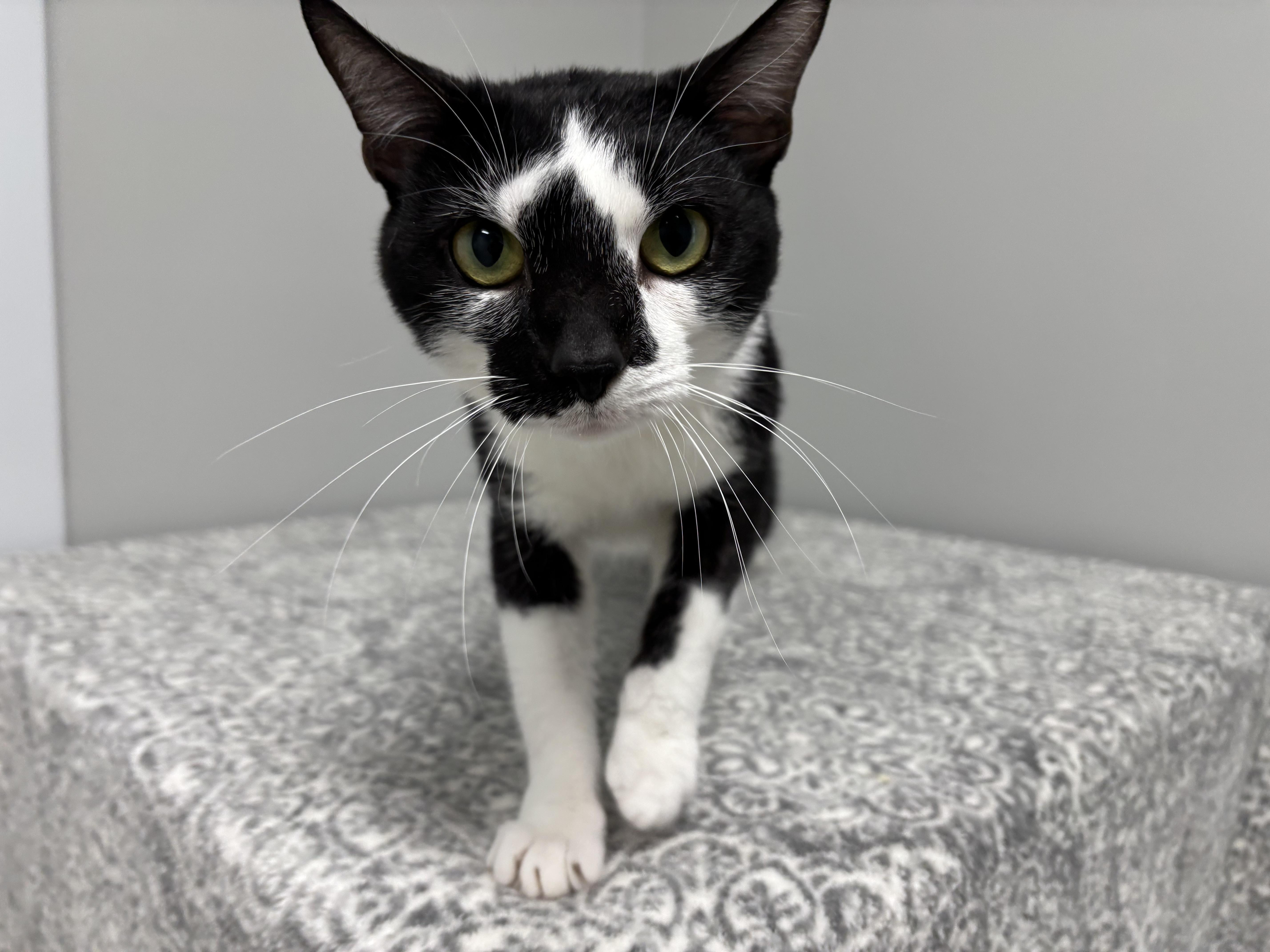 A young medium-sized male Black & White / Tuxedo Domestic Short Hair cat named Reese for adoption in Frankfort, IN