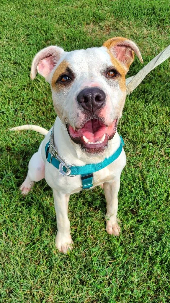 An adult medium-sized male Mixed Breed dog named Gander for adoption in Fort Mill, SC