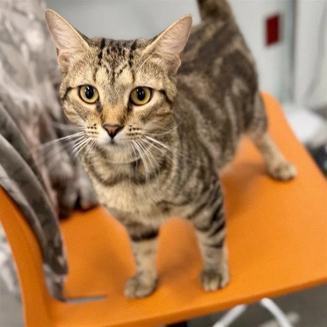 An adult medium-sized female Domestic Short Hair cat named Sweet Pea for adoption in Tavares, FL