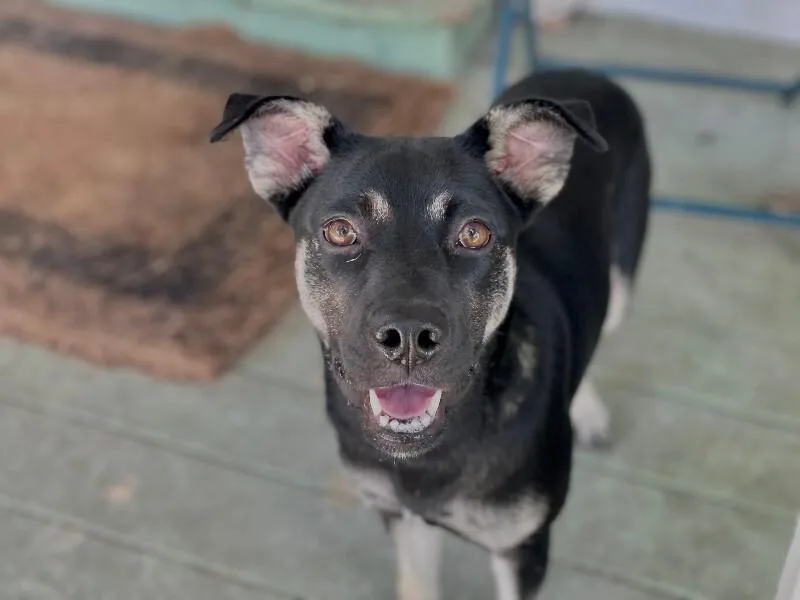 Scarlett thumbnail 3