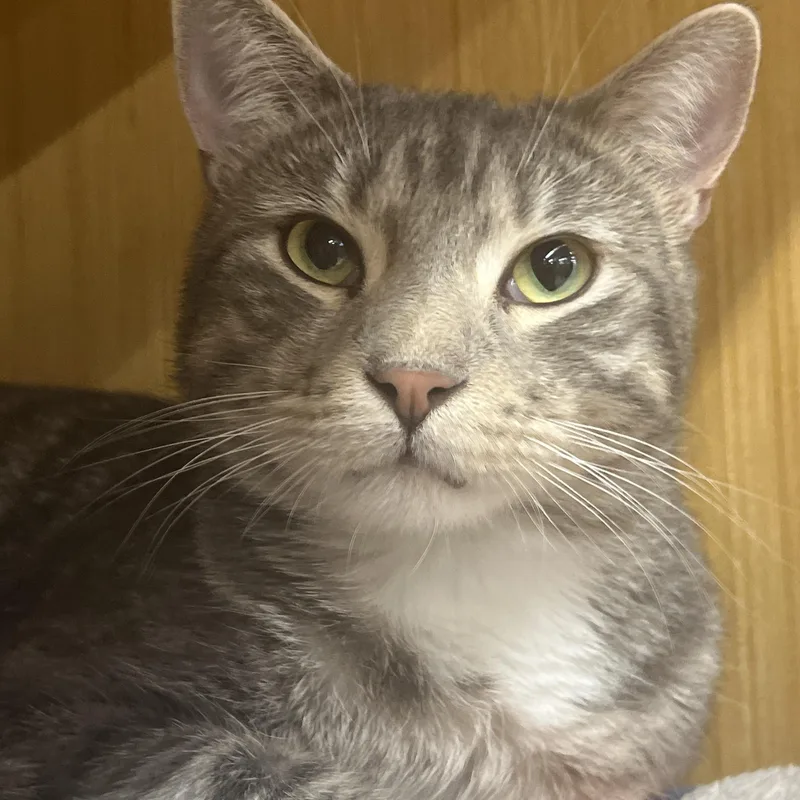 An adult medium-sized male Tabby (Gray / Blue / Silver) Domestic Short Hair cat named Petita for adoption in Manhattan, KS