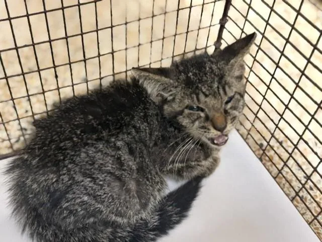 A baby small-sized male Domestic Short Hair cat named Kendal for adoption in Miami, FL