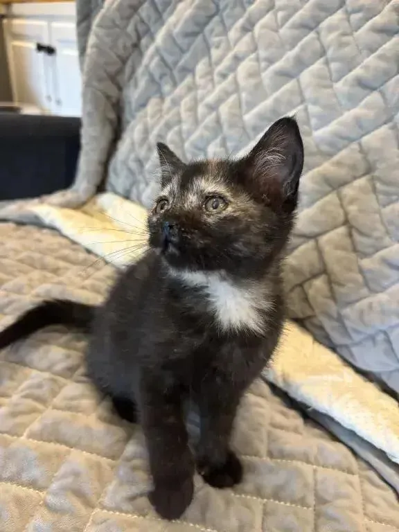 A baby small-sized female Tortoiseshell Domestic Short Hair cat named Chai for adoption in Grand Rapids, MI