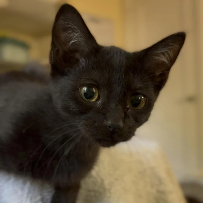 A baby small-sized female Black Domestic Short Hair cat named Misty for adoption in Tustin, CA