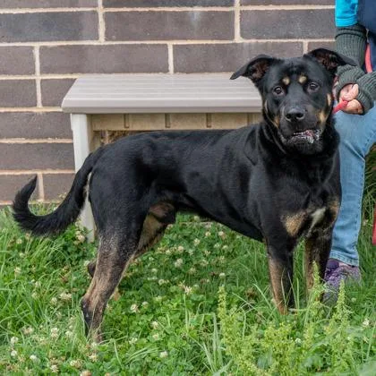 An adult large-sized male Mixed Breed dog named Oren for adoption in Chamblee, GA