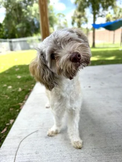 A young small-sized male Havanese dog named Apollo for adoption in Daytona Beach, FL