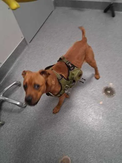 A young medium-sized male Black Mouth Cur dog named Dravin for adoption in Sevierville, TN