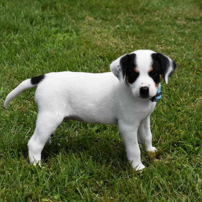 A baby medium-sized male White / Cream Mixed Breed dog named Howie for adoption in Searcy, AR