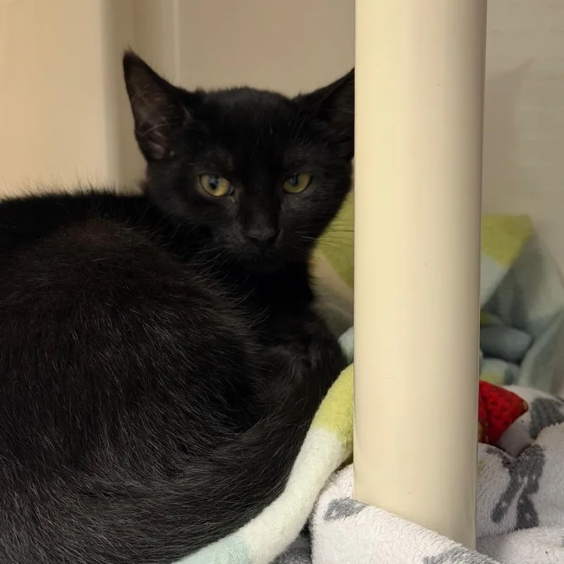 A baby small-sized female Black Domestic Short Hair cat named Stevie Nicks for adoption in Watertown, NY
