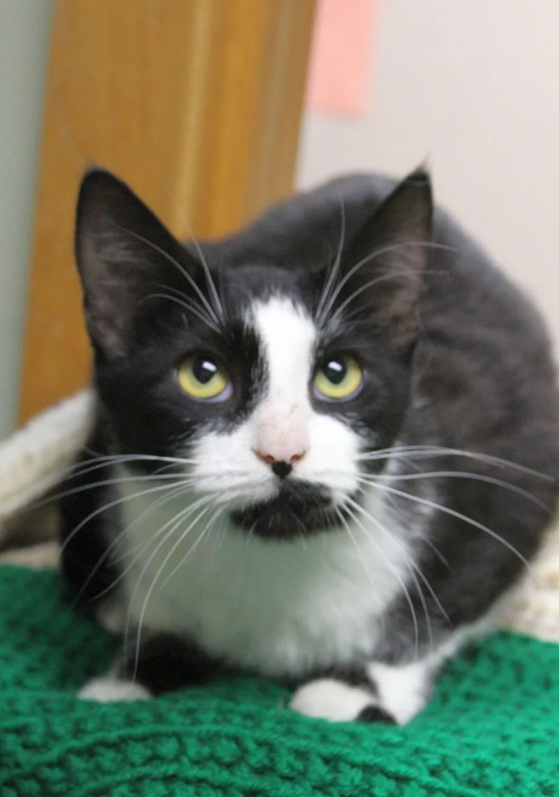 A young medium-sized female Domestic Short Hair cat named Lia Victoria for adoption in Portage, WI