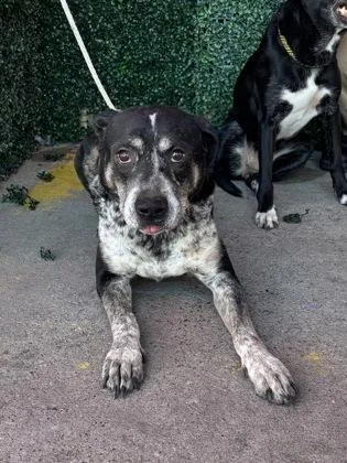 An adult medium-sized male Black Mixed Breed dog named Anubis for adoption in El Paso, TX