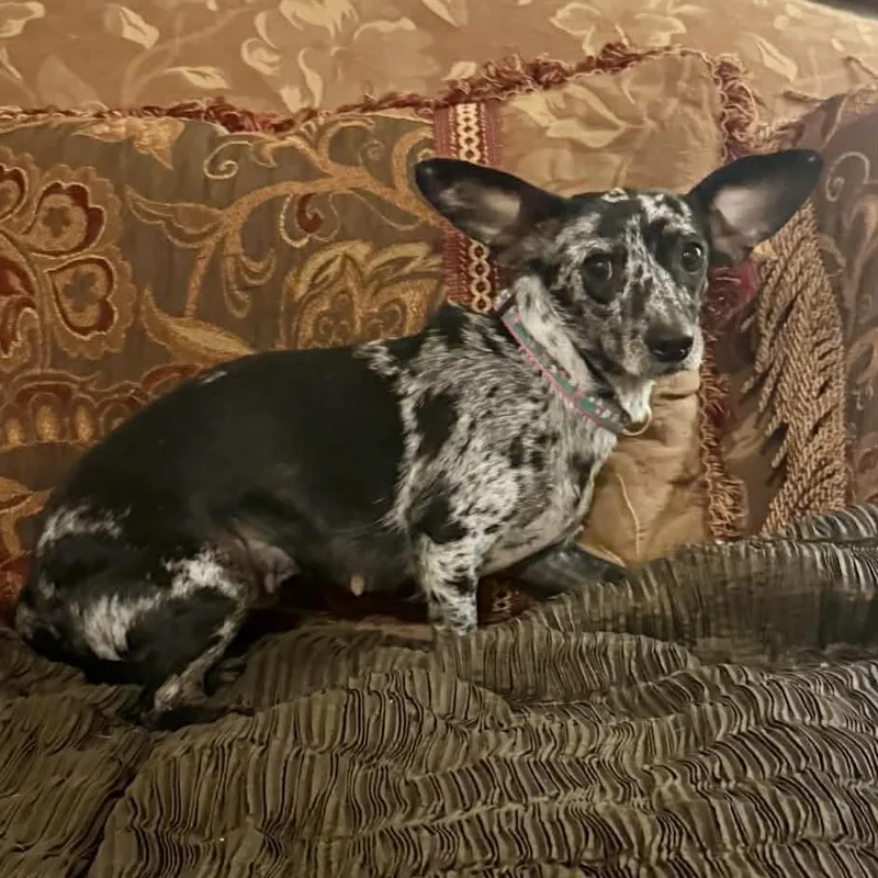 An adult small-sized female Black Dachshund dog named Spitfire for adoption in Wake Forest, NC