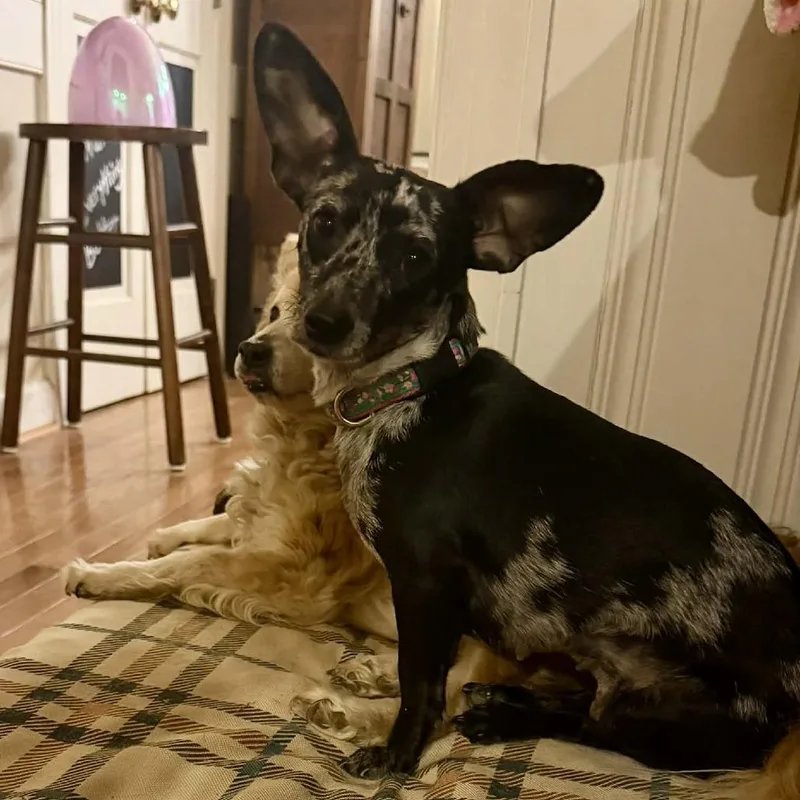 Spitfire thumbnail 2