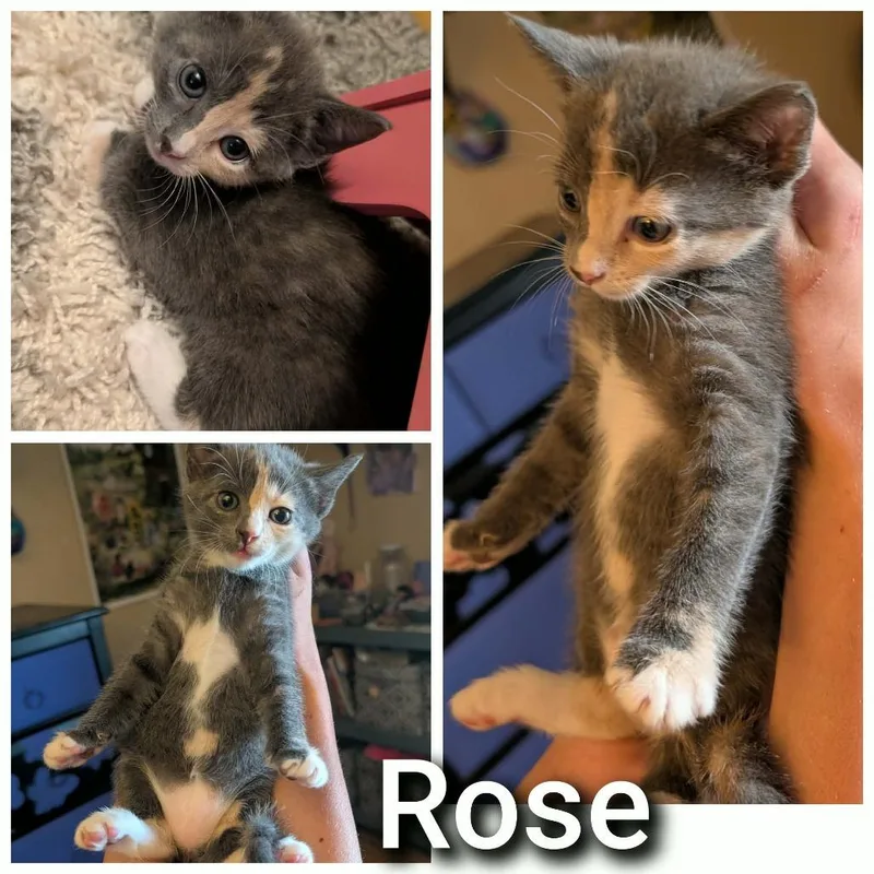 A baby small-sized female Gray / Blue / Silver Domestic Short Hair cat named Rose for adoption in Bend, OR