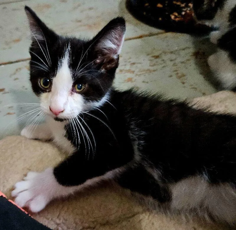 A young medium-sized male Black & White / Tuxedo Domestic Short Hair cat named Arnie for adoption in Adrian, MI