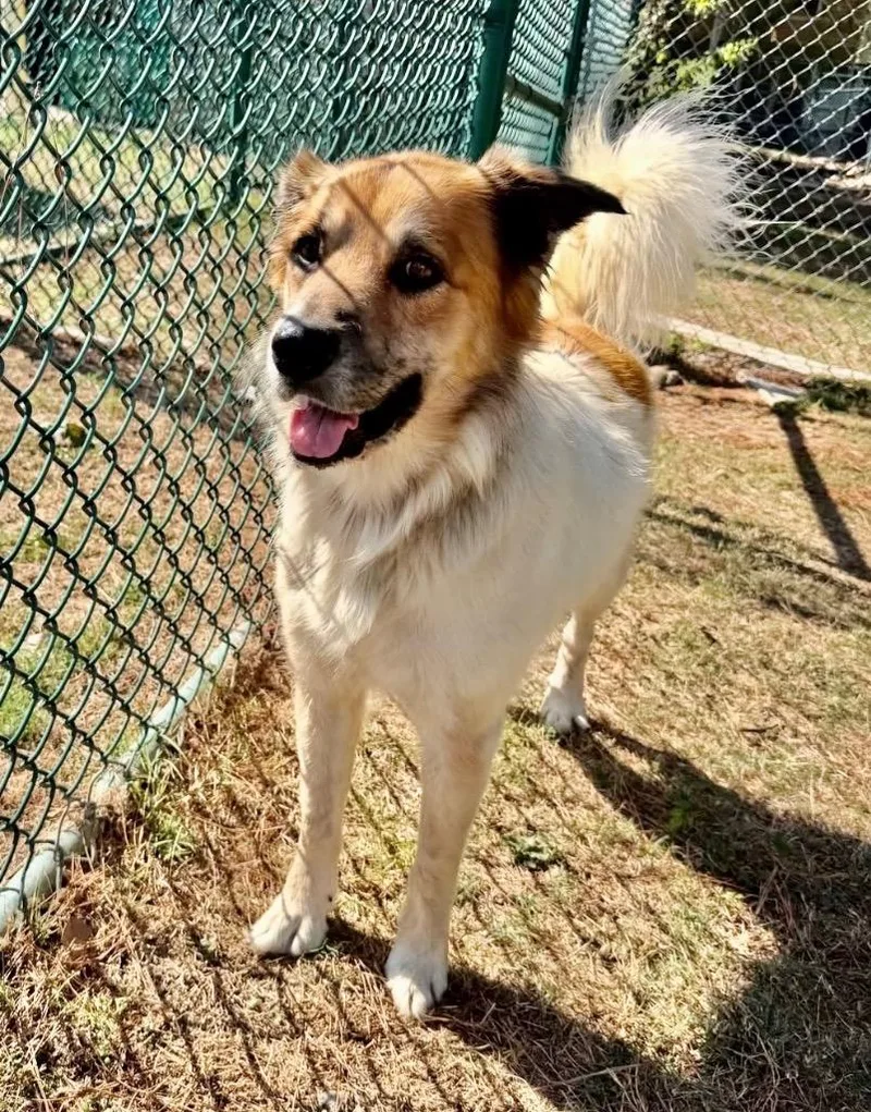 An adult large-sized male Shepherd dog named Hulk for adoption in Little Rock, AR