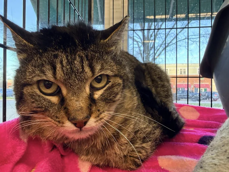 Sherwood thumbnail 2