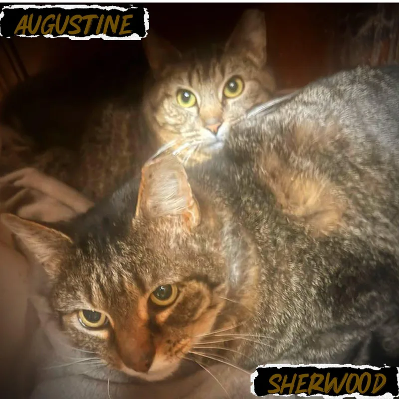 Sherwood thumbnail 3