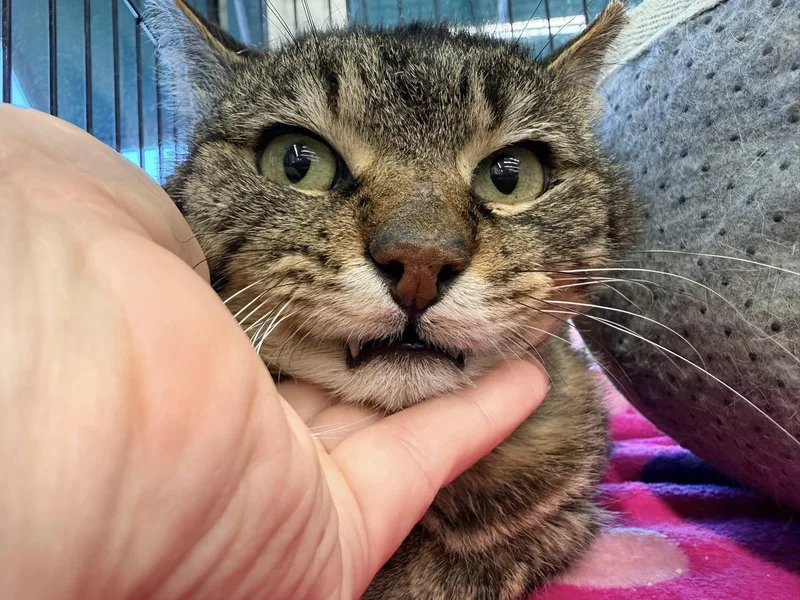 Sherwood thumbnail 4